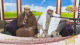 (5) ترجيح رواية المحدث الفقيه العالم علي غيره من الرواة
