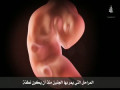 The Development of the Embryo: A Prophetic Miracle